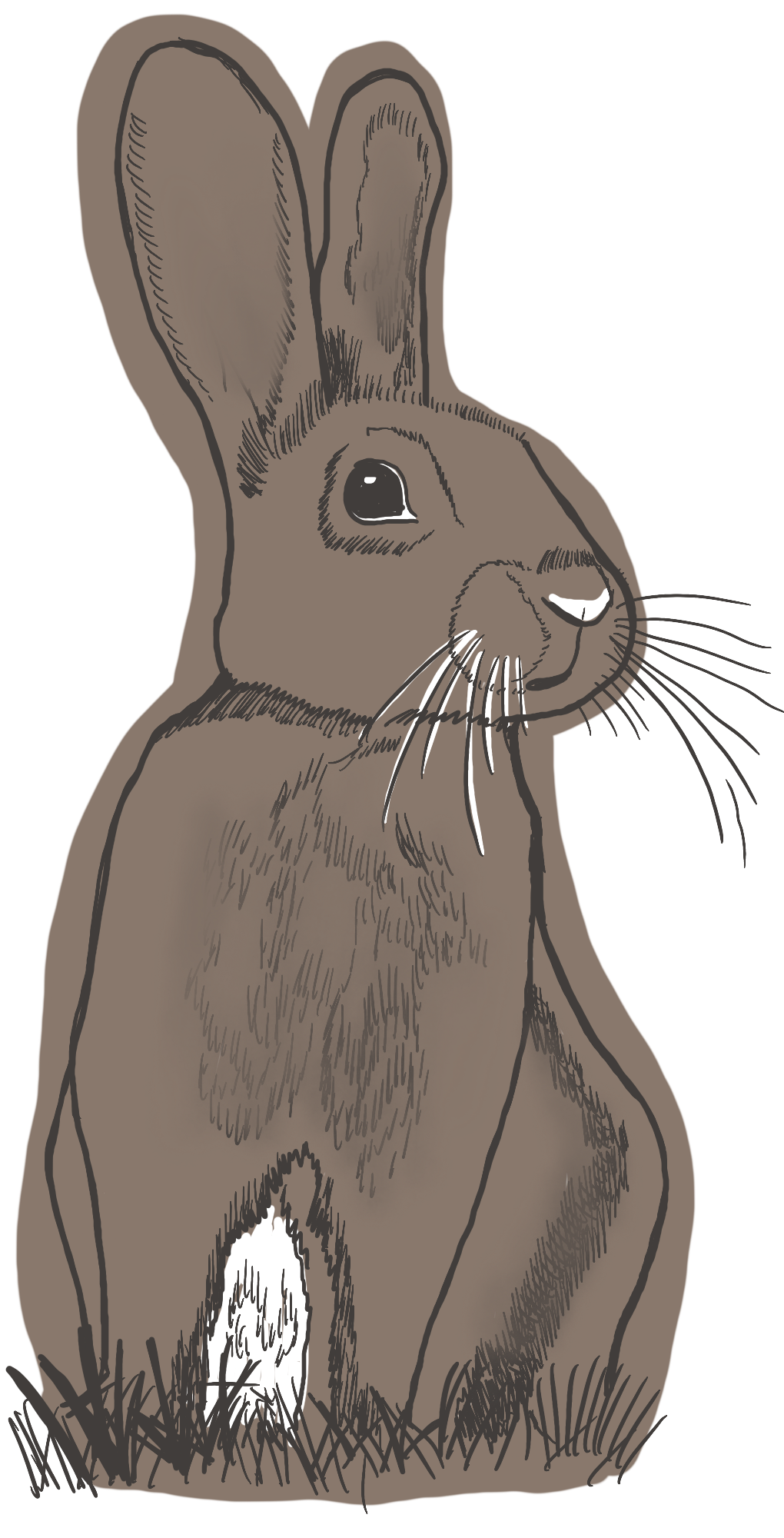 PNG DIGITAL FILE: Rabbit illustration-Woodland Collection