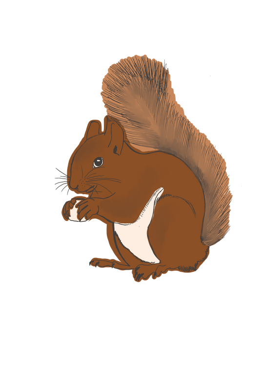 PNG DIGITAL FILE: Squirrel illustration-Woodland Collection